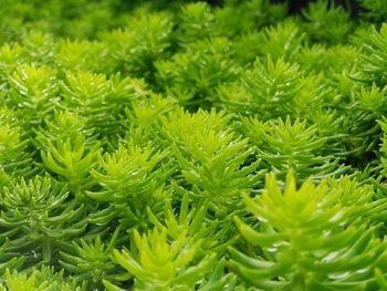 Full frame shot of green leaves