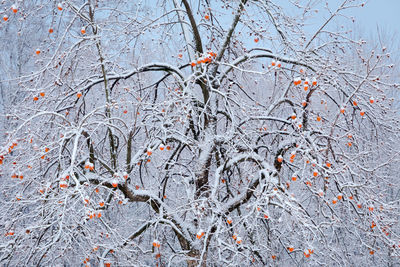 Low angle view of bare tree during winter