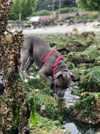 Dog drinking water while standing on rock