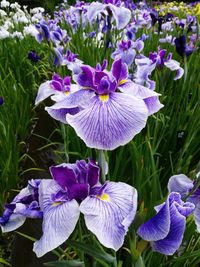 Close-up of purple flowers blooming in field