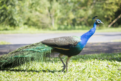 Close-up of peacock on field