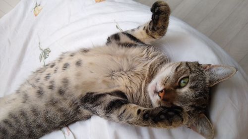 High angle view of cat sleeping on bed