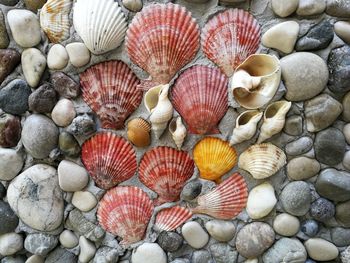 Full frame shot of shells