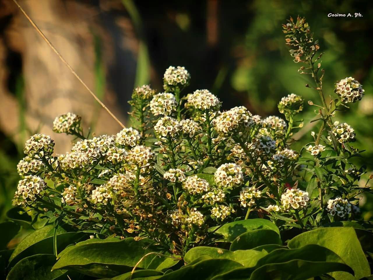 growth, freshness, flower, beauty in nature, plant, leaf, nature, fragility, focus on foreground, green color, close-up, blooming, blossom, outdoors, botany, in bloom, petal, day, no people, selective focus