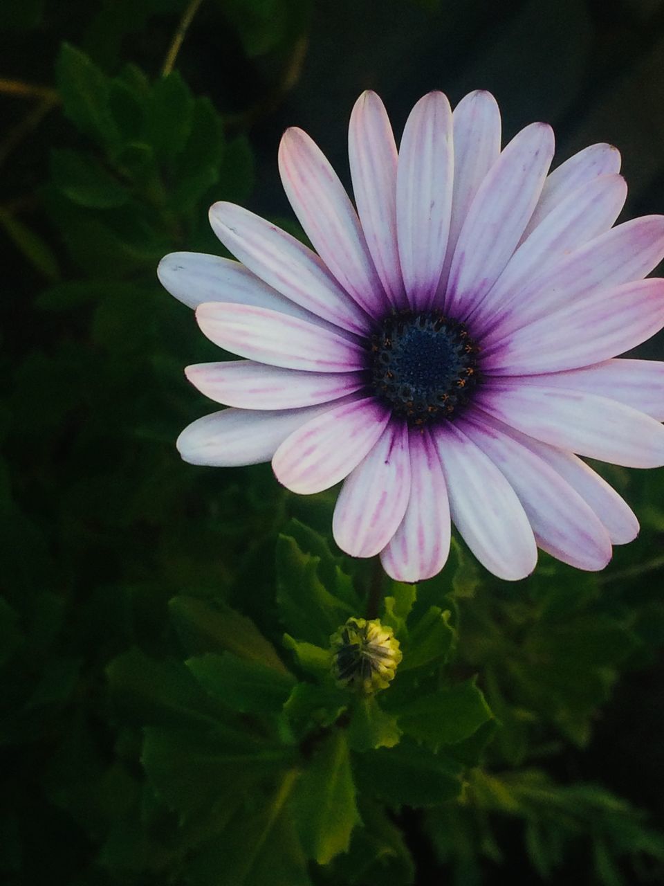 CLOSE-UP OF PURPLE DAISY