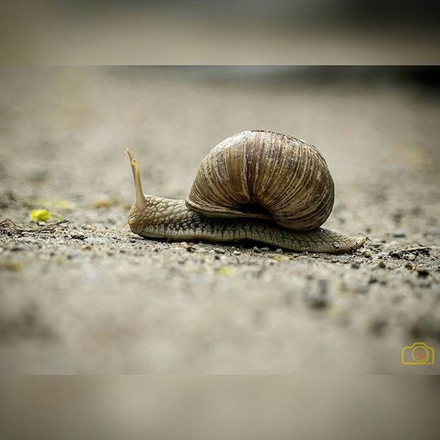 animal themes, one animal, animals in the wild, animal shell, snail, wildlife, close-up, shell, selective focus, nature, animal antenna, focus on foreground, outdoors, day, seashell, mollusk, insect, no people, full length, natural pattern