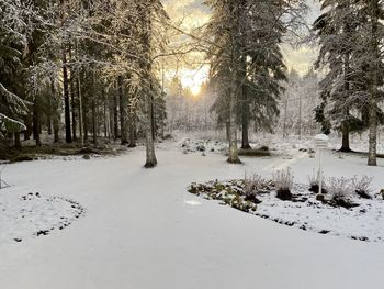Snow covered land and trees in forest