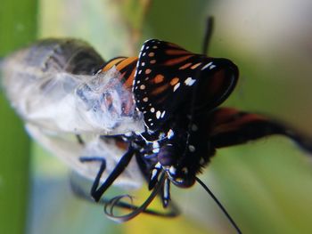 Close-up of butterfly pollinating