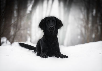 Black dog on snow covered land