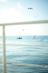 Birds flying over sea