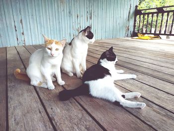 Cats sitting on wooden floor