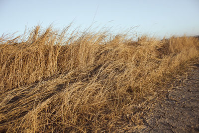 Close-up of wheat field against clear sky