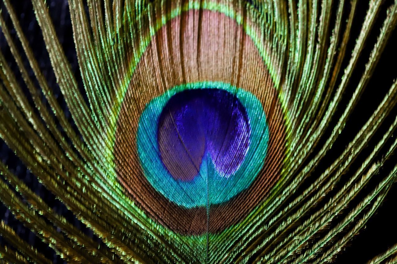 FULL FRAME SHOT OF PEACOCK FEATHER