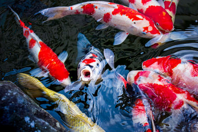 High angle view of koi carps swimming in sea