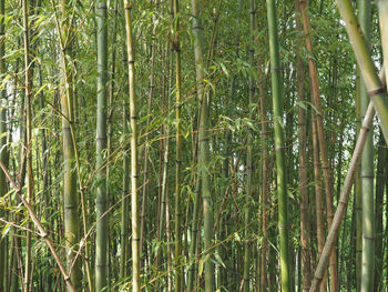 Full frame shot of bamboo trees in forest