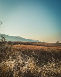 Scenic view of field against clear sky