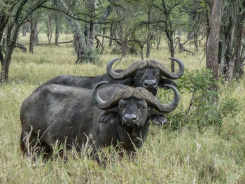 African buffaloes on grassy field