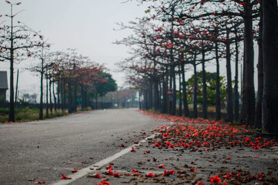 Street amidst trees and plants in city