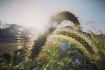 Close-up of plant