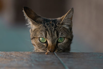 Close-up portrait of tabby cat