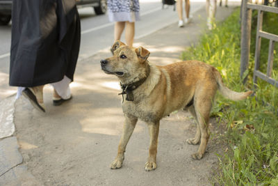 Rear view of dog running on street