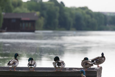 Birds perching on a lake