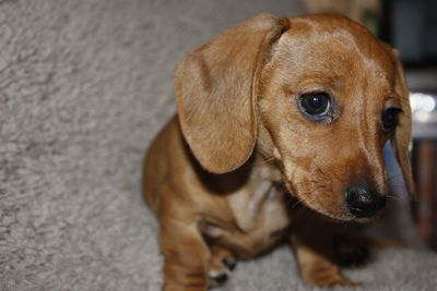 Close-up portrait of a dog