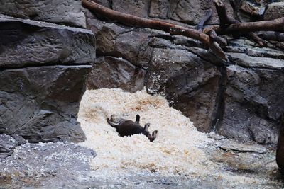 View of sheep on rock