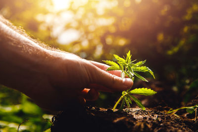 Midsection of person holding plant at field