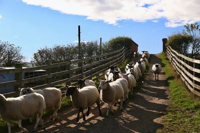 Flock of sheep in farm