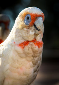 Close-up of owl