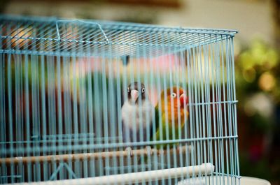 Parrots in cage