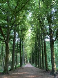 Road amidst trees in forest