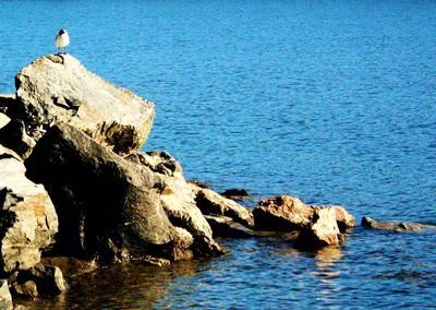 Bird perching on rock by sea