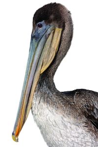 pelican