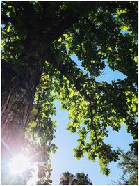 Low angle view of sun shining through trees