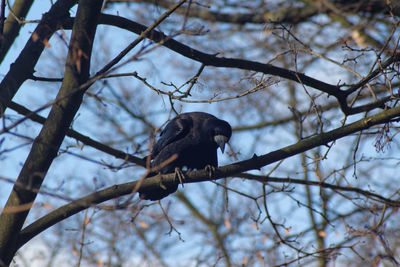 Low angle view of bird perching on tree against sky