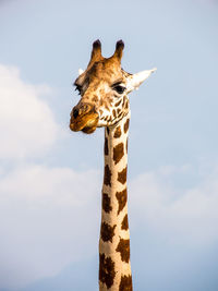 Low angle view of giraffe against sky