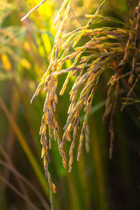 Close-up of fresh plant