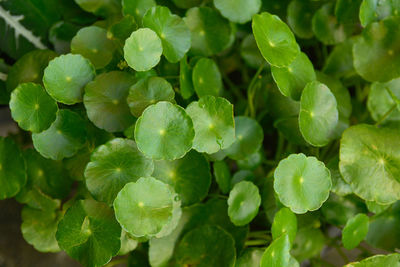 Full frame shot of fresh green leaves