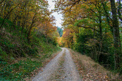 Road amidst trees in forest during autumn