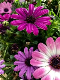 Close-up of pink flowers blooming outdoors