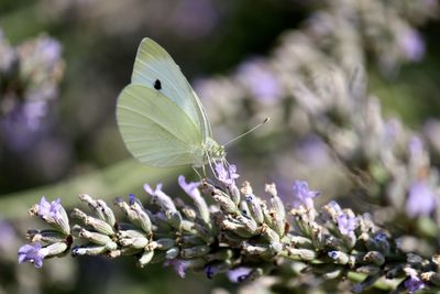 Close-up of butterfly pollinating on flower