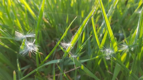 Close-up of dandelion on field