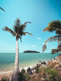 Palm trees on beach against sky