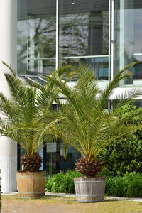 Potted plants against building