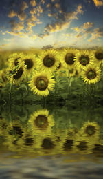 Close-up of sunflowers growing in lake