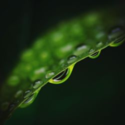 Close-up of water drops on plant during rainy season