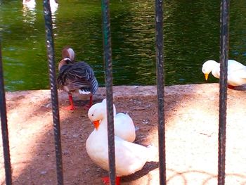 Swan swimming on lake