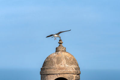 Low angle view of seagull flying